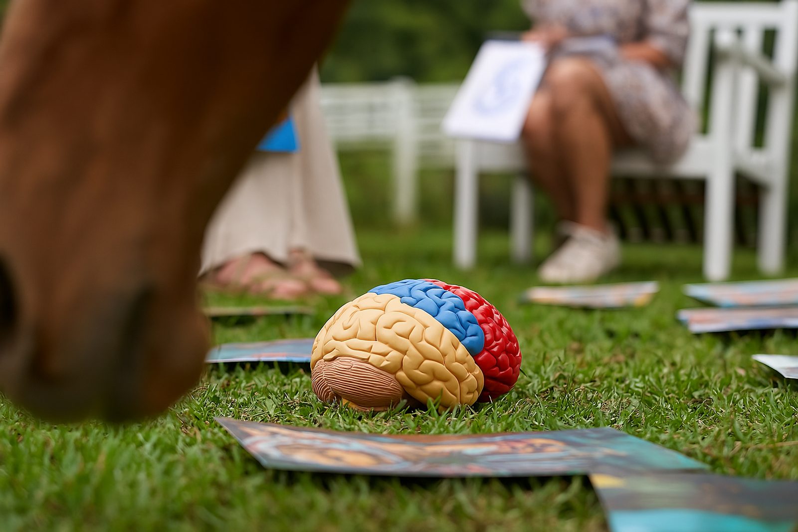 A colourful anatomical brain model resting on the grass beside reflection cards during an outdoor leadership session.